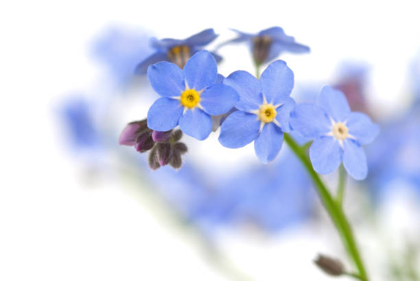 Forget-me-not stock photo