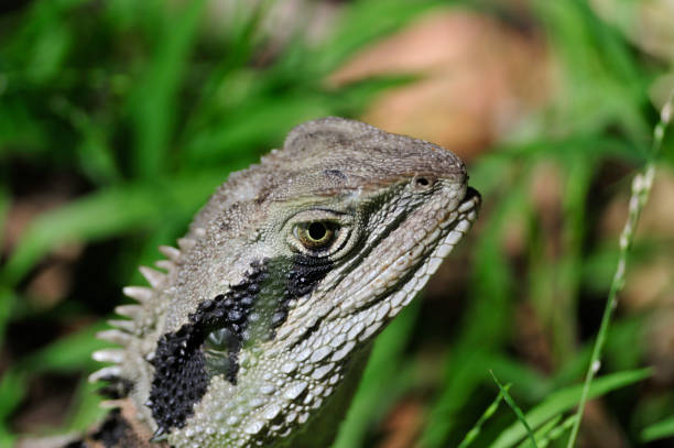 Wild Water Dragon in Bradley Head