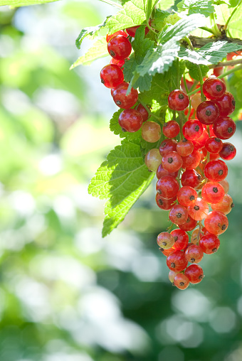 A bunch of red currant on a bright natural background