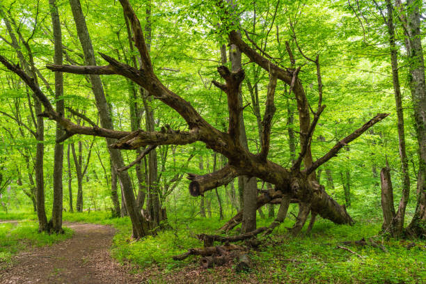 árbol caído en el bosque verde - beech tree wilderness area forest log fotografías e imágenes de stock