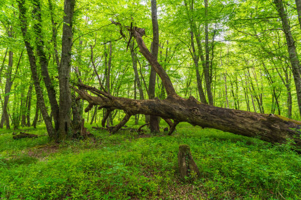 albero caduto nella foresta verde - beech tree wilderness area forest log foto e immagini stock