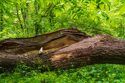 Fallen tree in the green forest