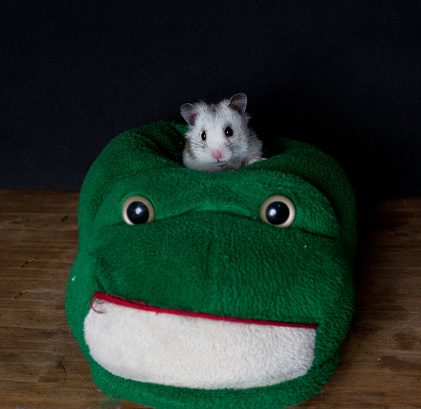 Hamster sitting on a green pillow on a wooden table on a black background