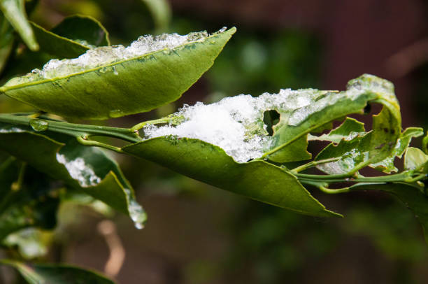 istock Closeup of snow on tangerine tree 1486771422