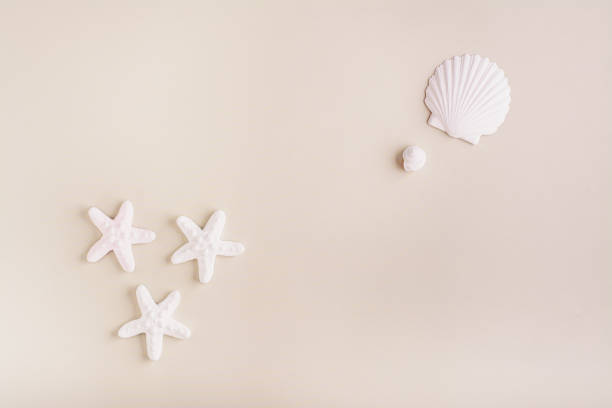 istock Summer beach vacation concept white starfish and shells on pastel background 1486771483