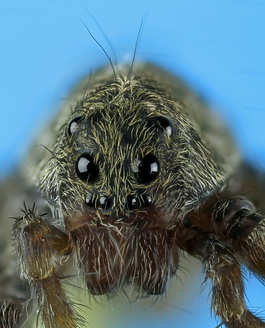 5x super macro view of the head with eyes of a wolf spider, lycosa tarantula, isolated on blue background