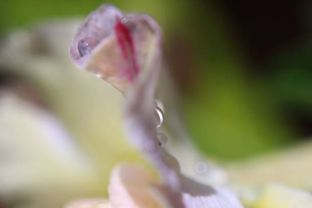 istock Water droplets on flowers.Macro photo. 1486772918
