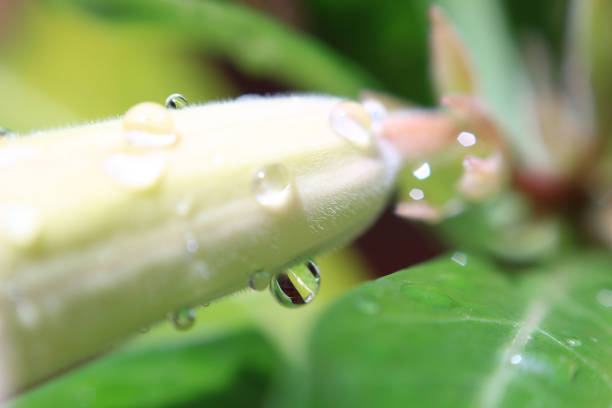 Water droplets on flowers.Macro photo.