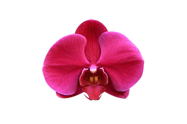 pink orchid isolated on white background with clipping path.