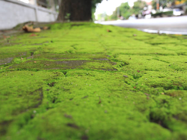 Green moss on sidewalks, roadsides, because there is a lot of moisture.