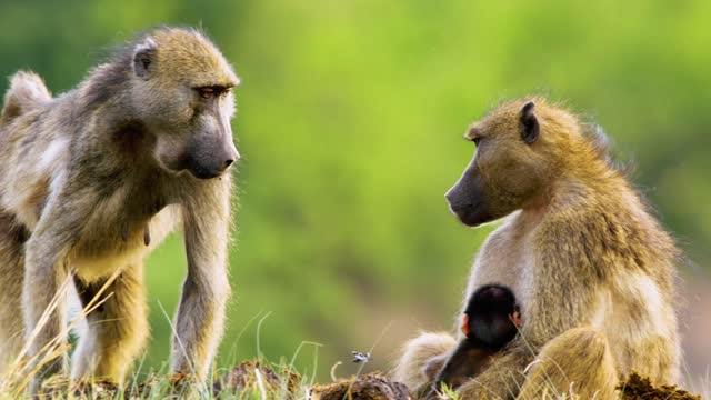 Portrait view of a Baboon Couple and a Baby Baboon sitting at Chobe National Park, Botswana, South Africa. Baboon love Family