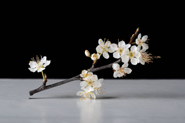 istock Plum blossom branch on black and white background 1486775131
