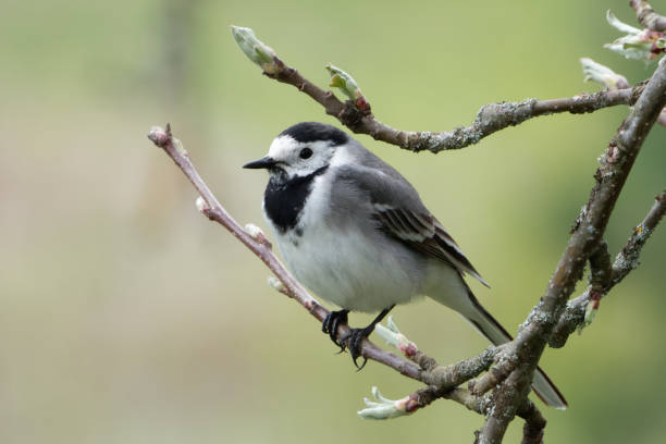 istock White wagtail (Motacilla alba) is a common and widespread small passerine bird. 1486775145