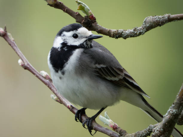 istock White wagtail (Motacilla alba) is a common and widespread small passerine bird. 1486775156