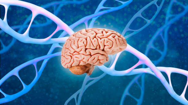 istock human brain, dna structure helix, deoxyribonucleic acid, nucleic acid molecules, genome research method, development science, information, chromosome change, regulation of interneuronal contacts 1486775373