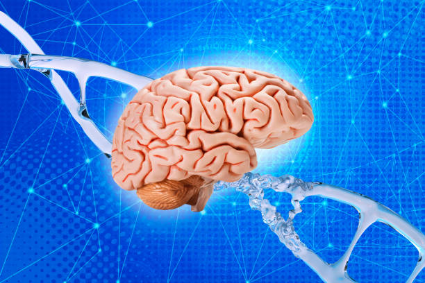 human brain on DNA helix background, deoxyribonucleic acid, nucleic acid molecules, human genome research method, artificial intelligence, regulation interneuronal contacts, microdamages DNA neurons cerebro humano en el fondo de hélice de adn, ácido desoxirribonucleico, moléculas de ácido nucleico, método de investigación del genoma humano, ciencia del desarrollo, contactos interneuronales de regulación, microdaños en neuronas de adn