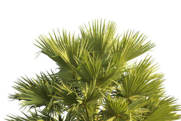 istock green coconut leaf or tree branch isolated on white background with clipping path.Selection focus. 1486778225
