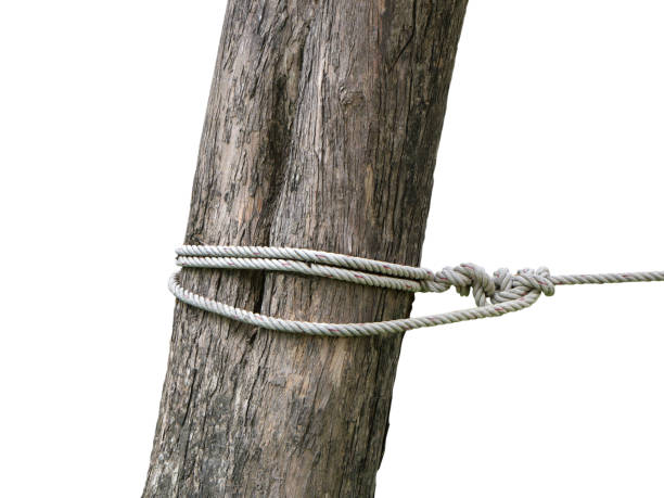 white nylon rope tied to a big tree isolated on white background.Clipping path.