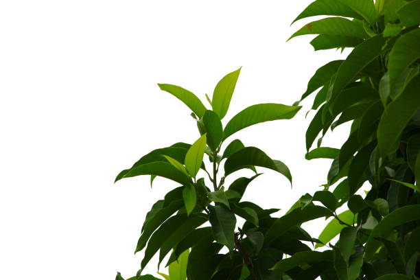 istock green leaf or tree branch isolated on white background.Selection focus. 1486780266