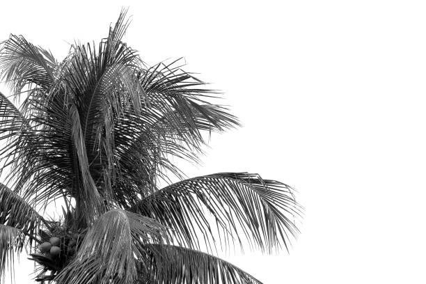 istock Silhouette coconut or plam isolated on white background and with clipping path. 1486780270