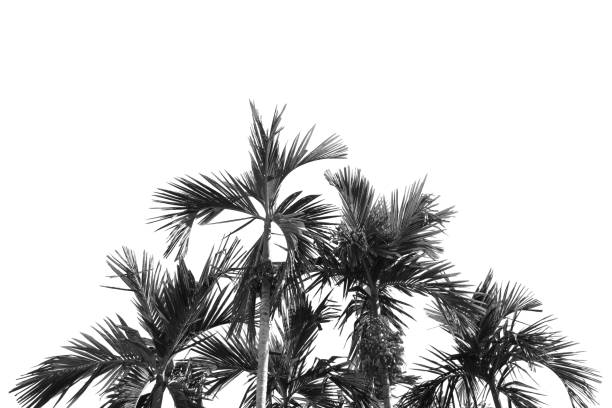 istock Silhouette coconut or plam isolated on white background and with clipping path. 1486780312