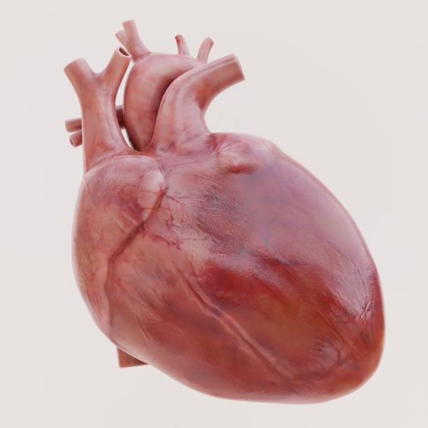 istock Realistic 3D Render of Human Heart 1486780503