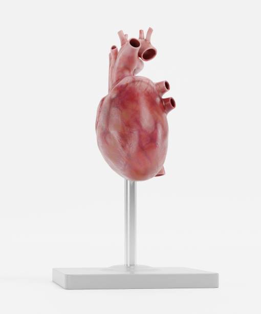 istock Realistic 3D Render of Human Heart Model 1486780504