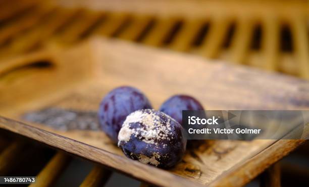 Closeup Of Blueberry Black Berries Covered With Gray White Fluffy Mold Concept Mold Fungi On Surface Products Spore Contamination Food Mycotoxins Affect Peoples Health Rotting Food Stock Photo - Download Image Now