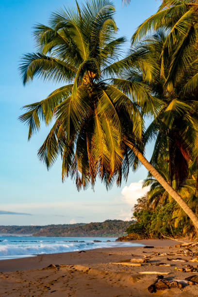 istock Sunrise at Costa Rican Beach 1486781496