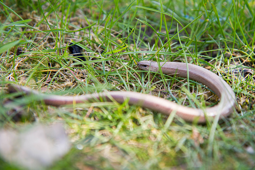 The slow worm (Anguis fragilis) among grass