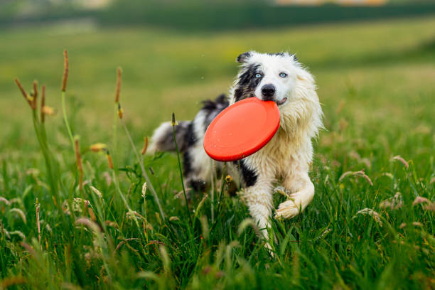 istock border collie blue merle dog 1486782750