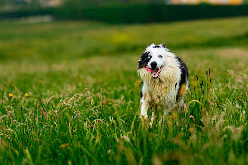 portrait of happy border collie breed dog with blue eyes walking on the field. pets and companion animals.