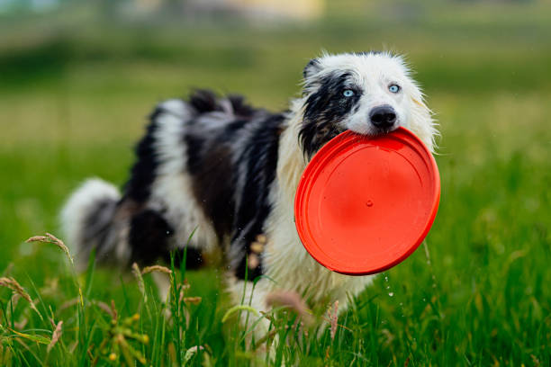 istock border collie blue merle dog 1486782776