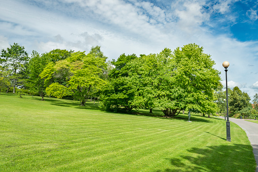 Summer park with large lawn and beautiful deciduous trees.