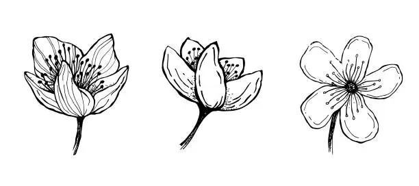Vector illustration of Bloom sketch