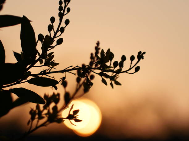 istock Tree silhouette sunset over trees on the hill in hot summer evening beautiful sunset background. 1486786482