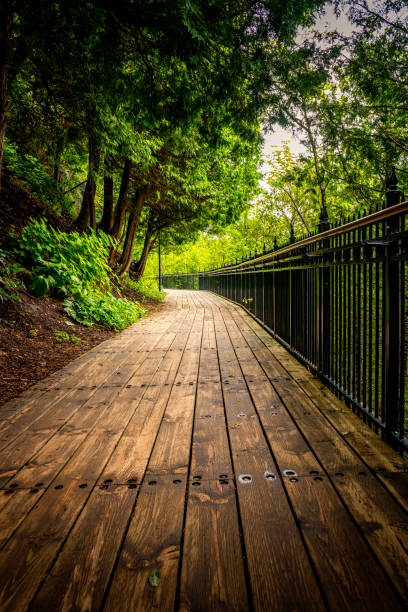 wooden footbridge in forest