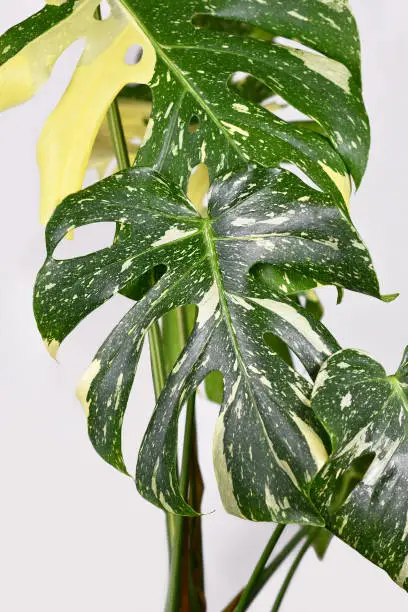 Photo of Variegated tropical 'Monstera Deliciosa Thai Constellation' houseplant