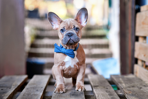 Blue red fawn French Bulldog dog puppy wearing blue bow tie