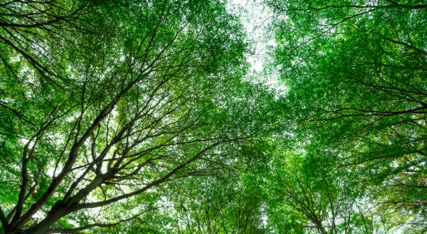 istock Bottom view of tree with green leaves and branches in tropical forest. Fresh environment in park. Green tree give oxygen in summer garden. Ecology concept. Carbon reduction. Plants for carbon credit. 1486786786