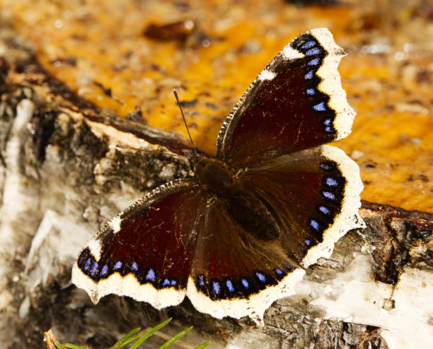istock Mourning cloak (Nymphalis antiopa) butterfly resting on a tree stump in spring. 1486788965