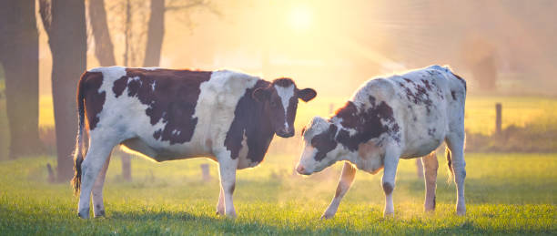 istock Dutch cows in front of a shining sun duri 1486791471