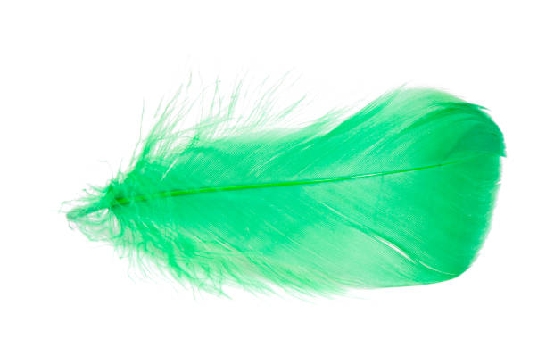 istock Light fluffy green feather isolated on white background. 1486793180