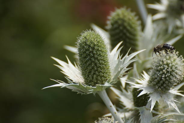 istock Eryngium giganteum 1486794822