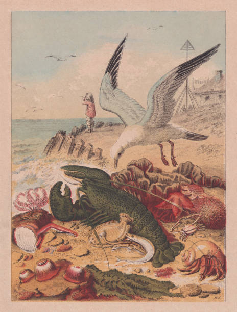 illustrations, cliparts, dessins animés et icônes de diverses créatures marines sur la plage, chromolithographie colorée à la main publiée vers 1880 - etching starfish engraving engraved image