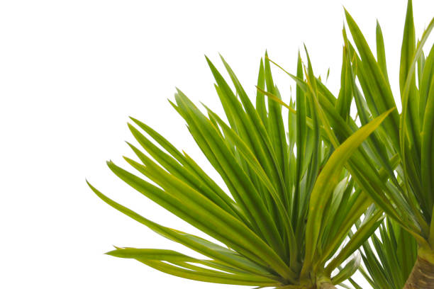 istock green coconut leaf or tree branch isolated on white background with clipping path.Selection focus. 1486795882