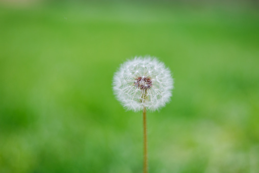 Dandelion Close-up