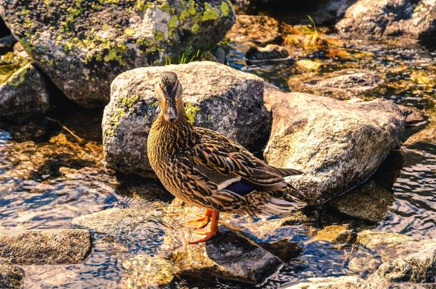 Duck standing on a stone on the shore of the pond in mountains.
