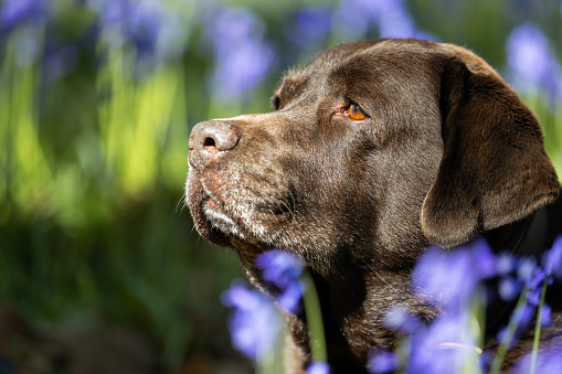 Senior Chocolate Labrador Retriever Dog in Bluebell Field