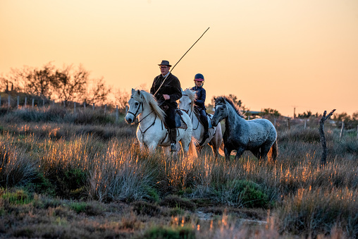 A ranch-hand known as a 'gardian' is teaching a young girl how to work with horses and bulls. Free beside them is a young horse, also learning its work by observation. This courageous breed of white horses is famous for working with the black bulls of the region.